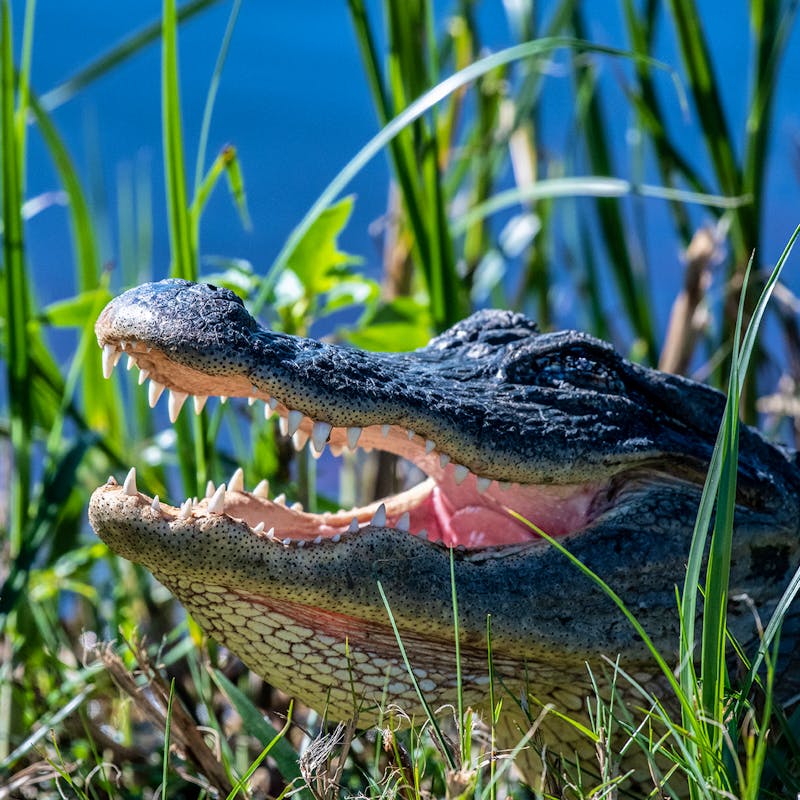American Alligator