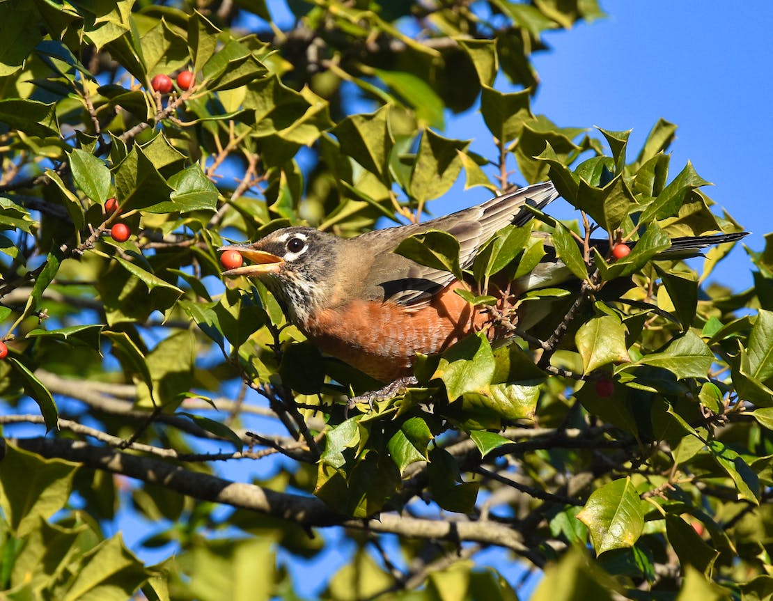 American Robin eating holly berries 