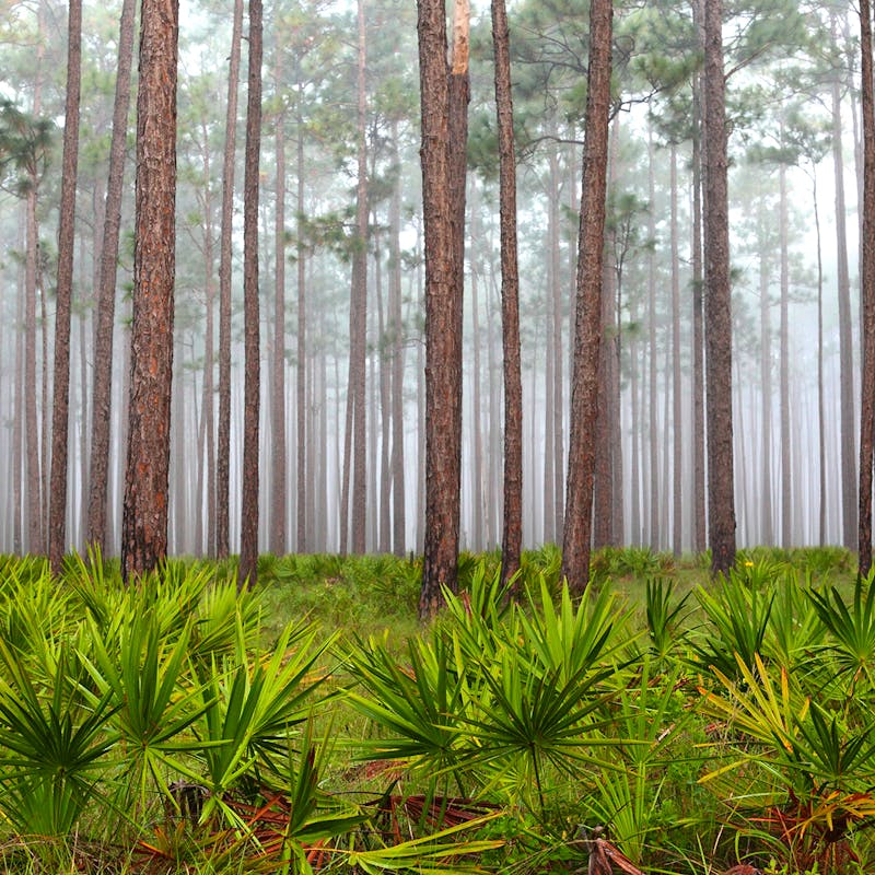 Apalachicola NF