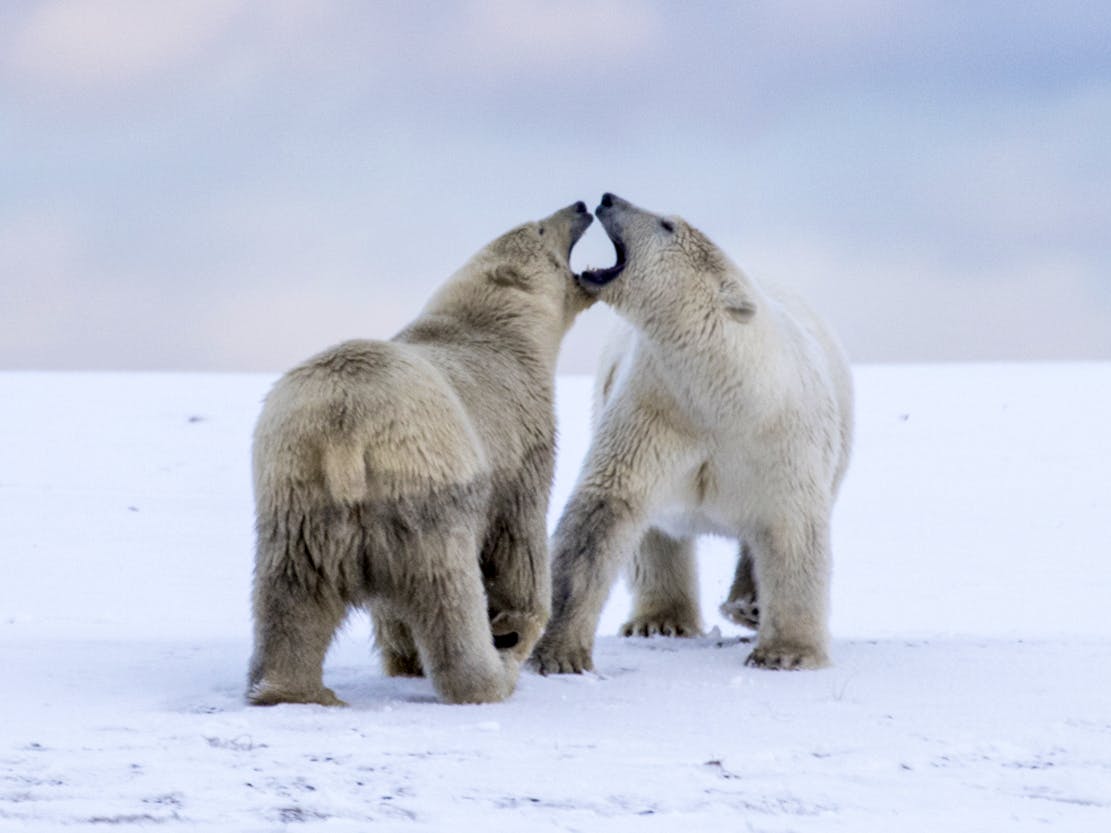 Polar bears Arctic 