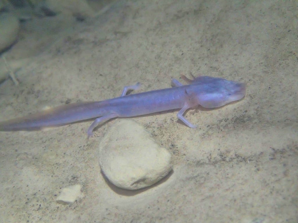 Austin blind salamander