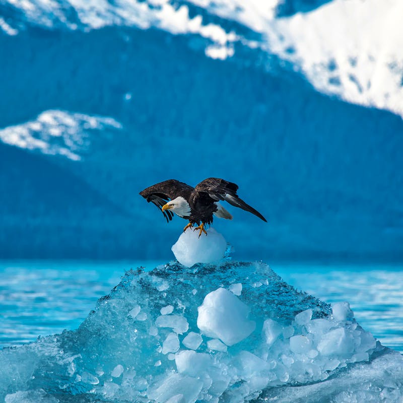 Bald Eagle in Tongass NF