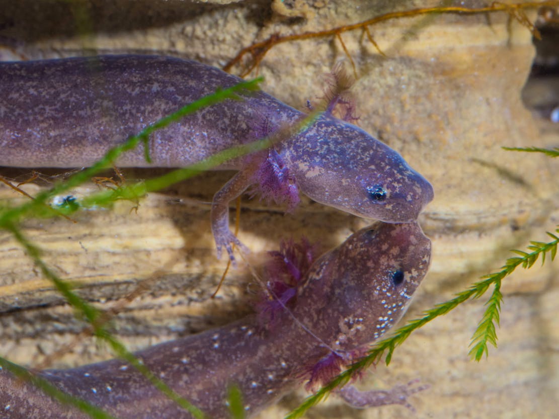 Barton Springs Salamander