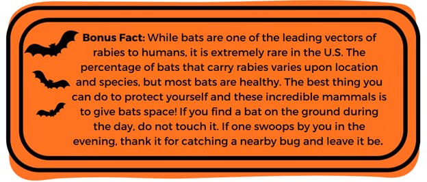 Bat Blog Fact 2