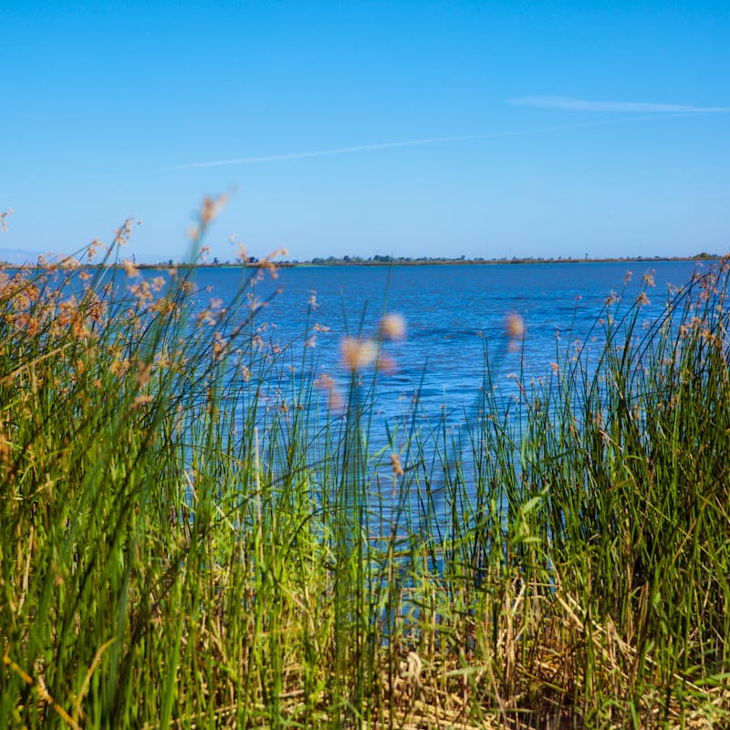 Bay-Delta