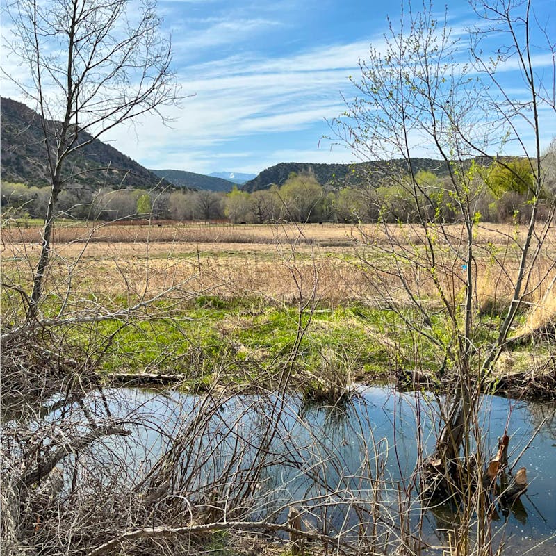 2022.04.18 - Landscape - Beaver Coexistence New Mexico - Bryan Bird