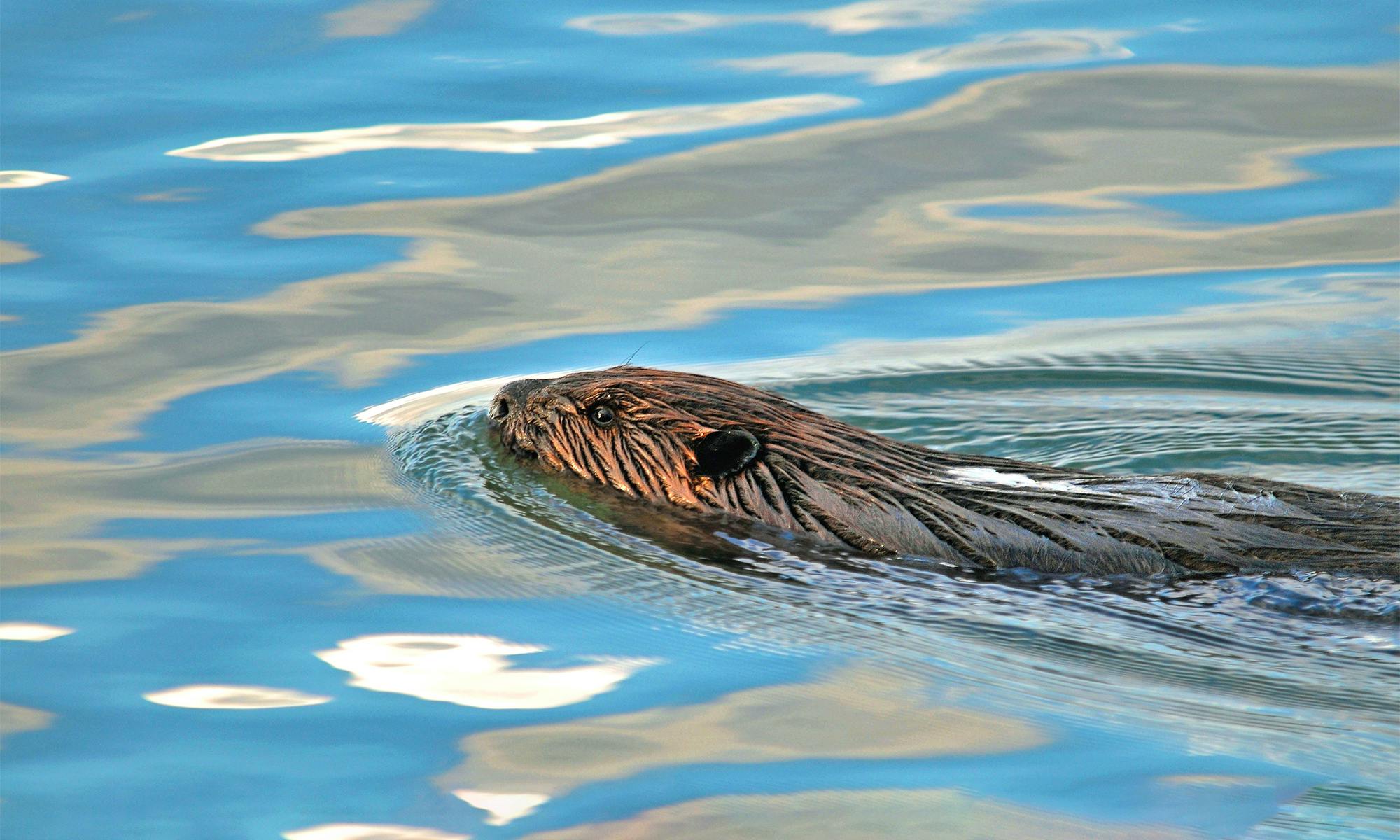 Beaver Swimming
