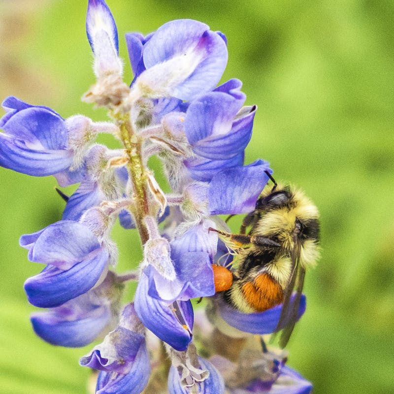 Bumblebee on purple flower