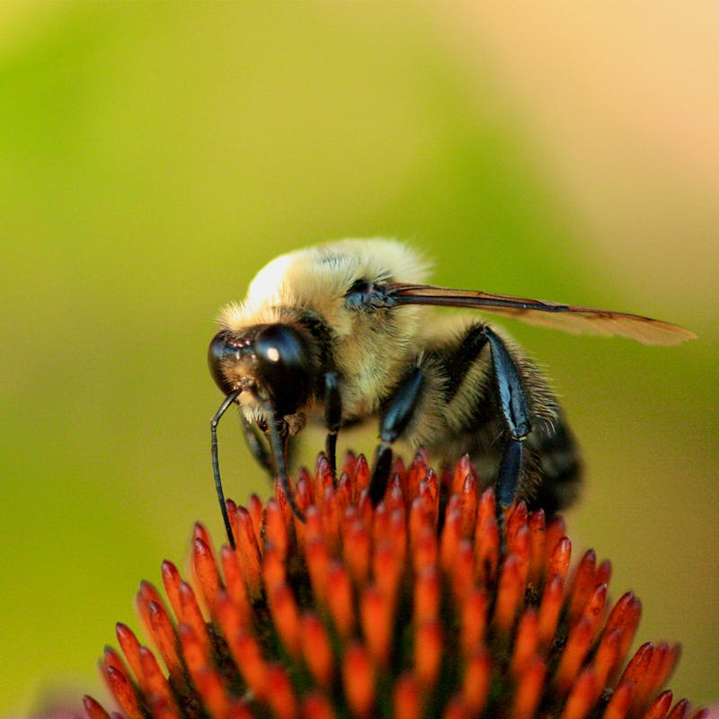 Bee on Flower