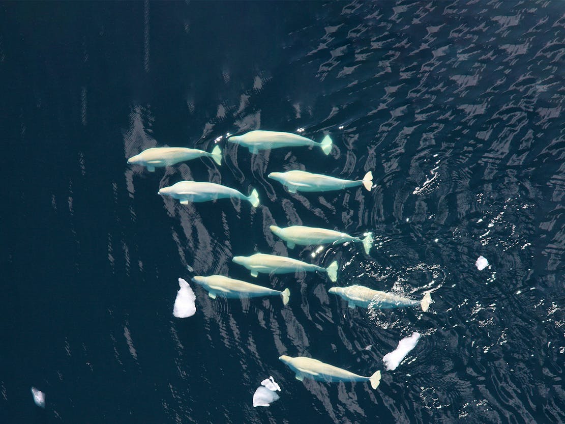 Beluga Whale Pod Chuckchi Sea