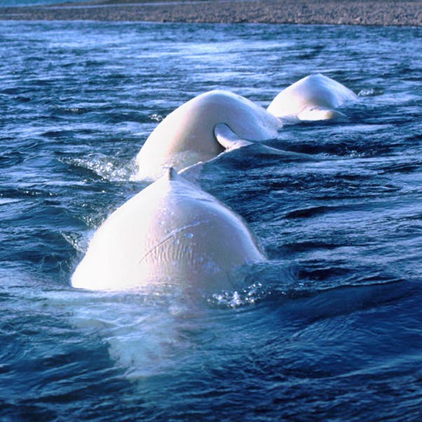 Belugas
