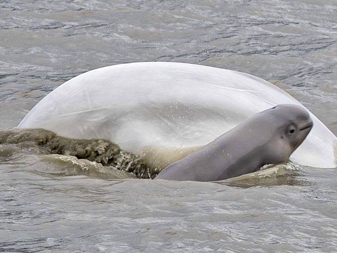 Belugas taken along turnagain arm 