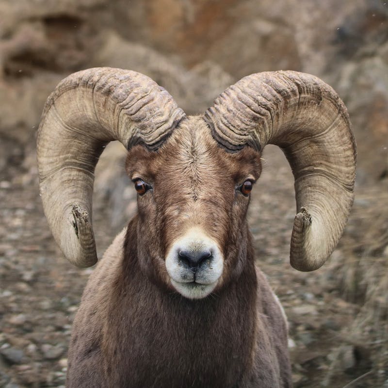 Bighorn Sheep Montana