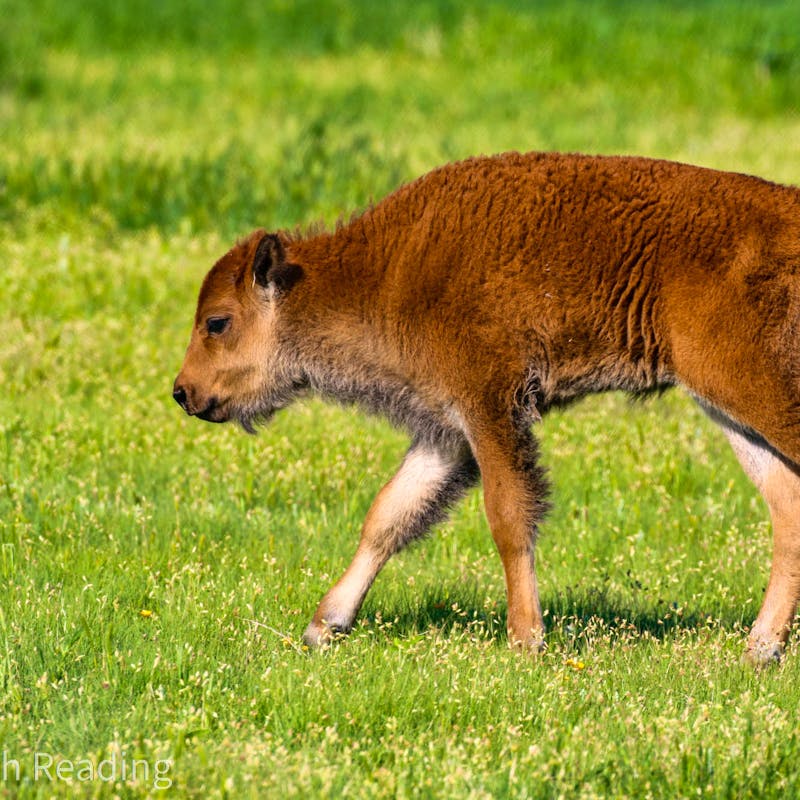 Baby Bison