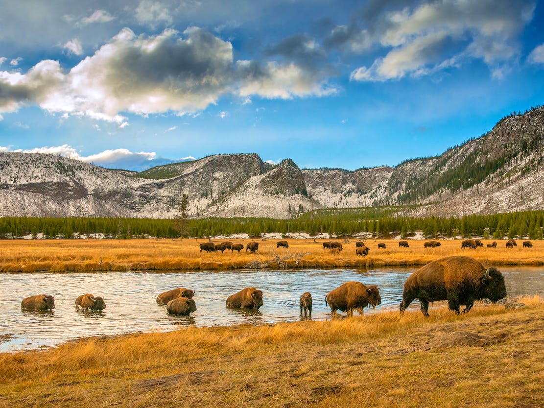 Bison Crossing River