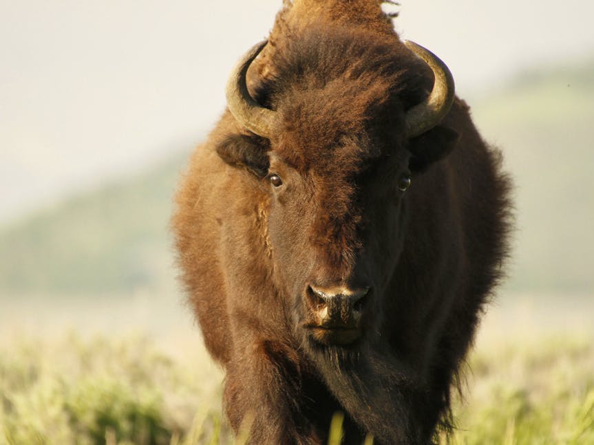 Bison head on