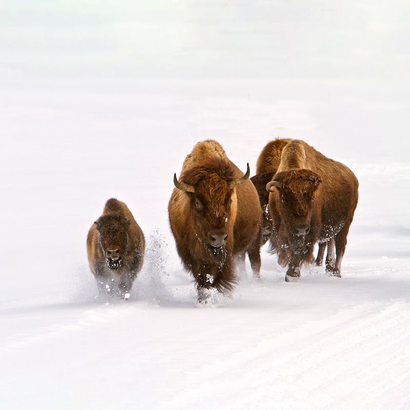 Bison in snow