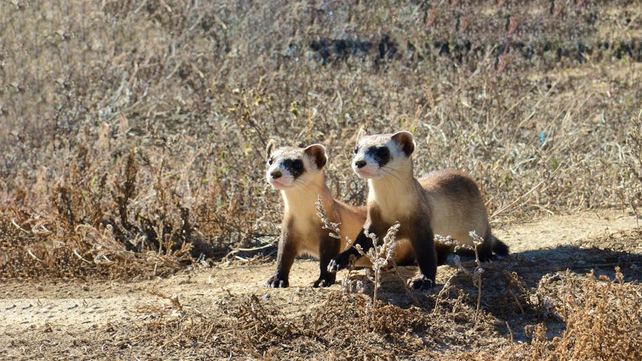 Black-footed ferret kits