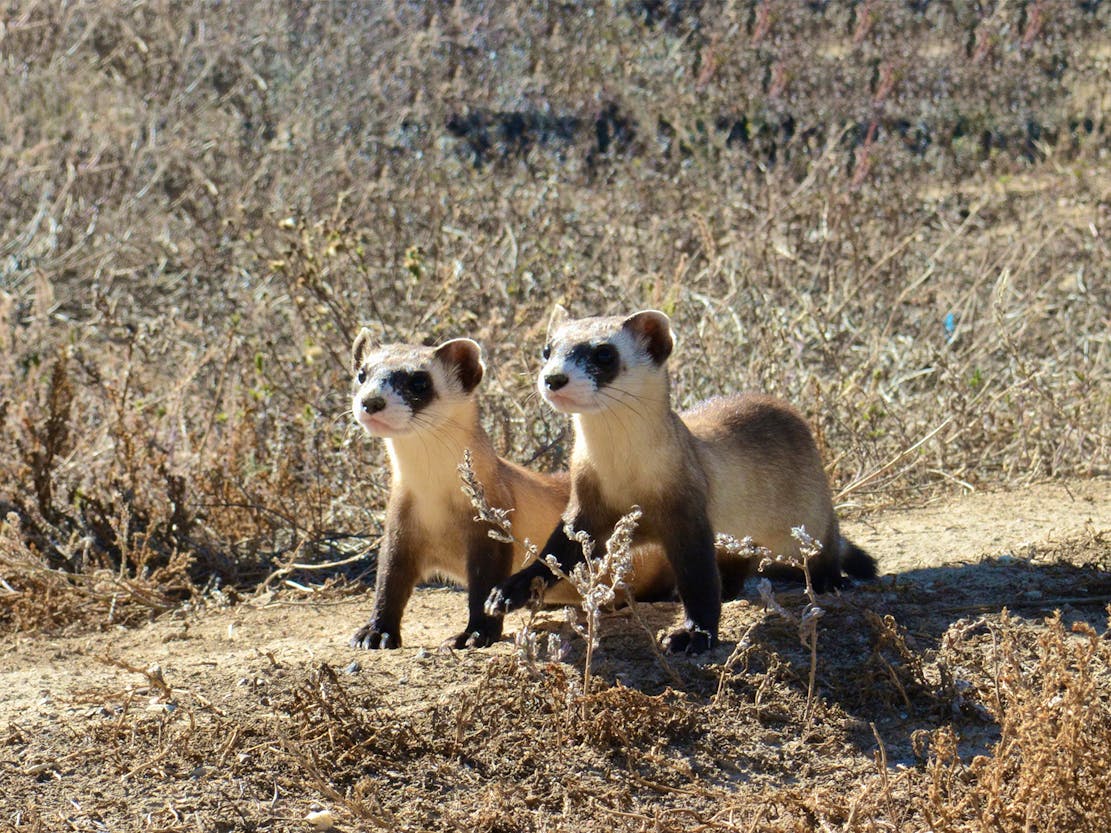 Black-footed ferret kits