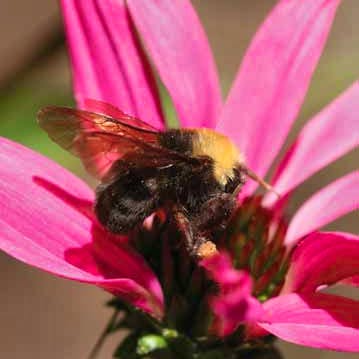 Franklin's bumble bee