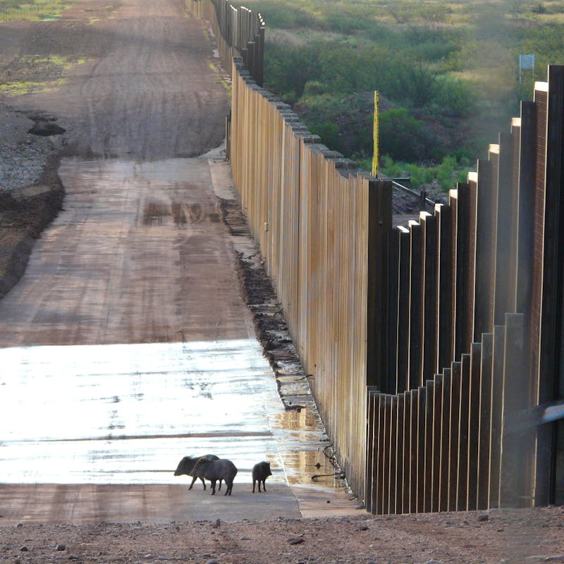 Border wall javelina
