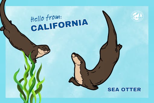 California Postcard Sea Otter