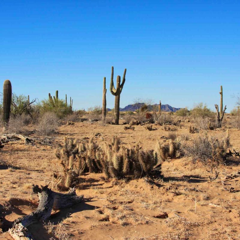 cabeza_prieta_national_wildlife_refuge