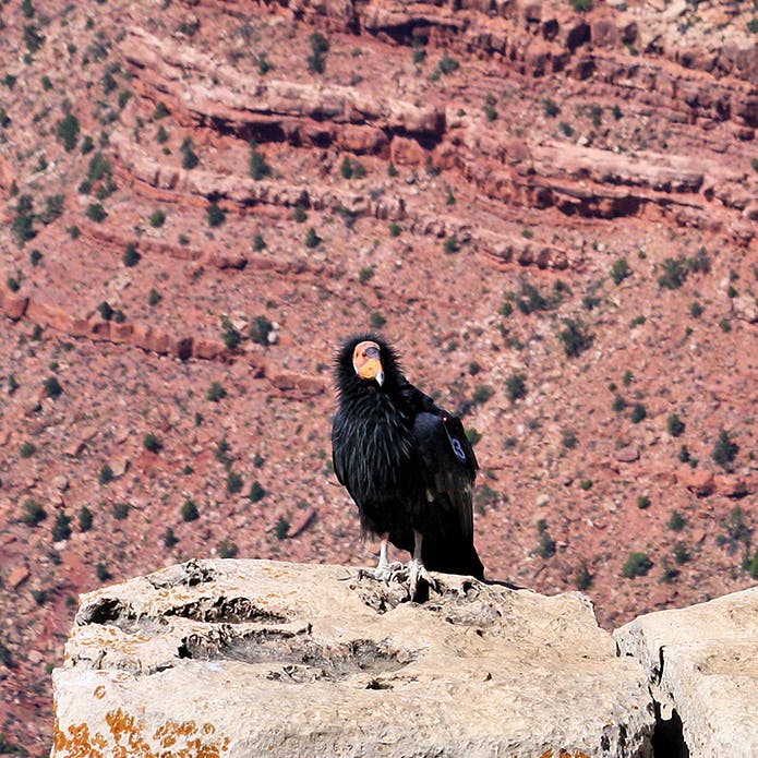 California Condors