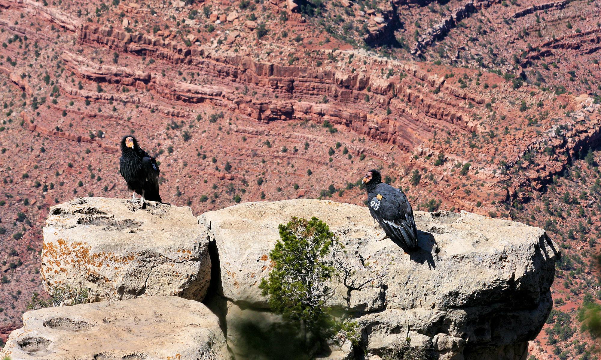 California Condors