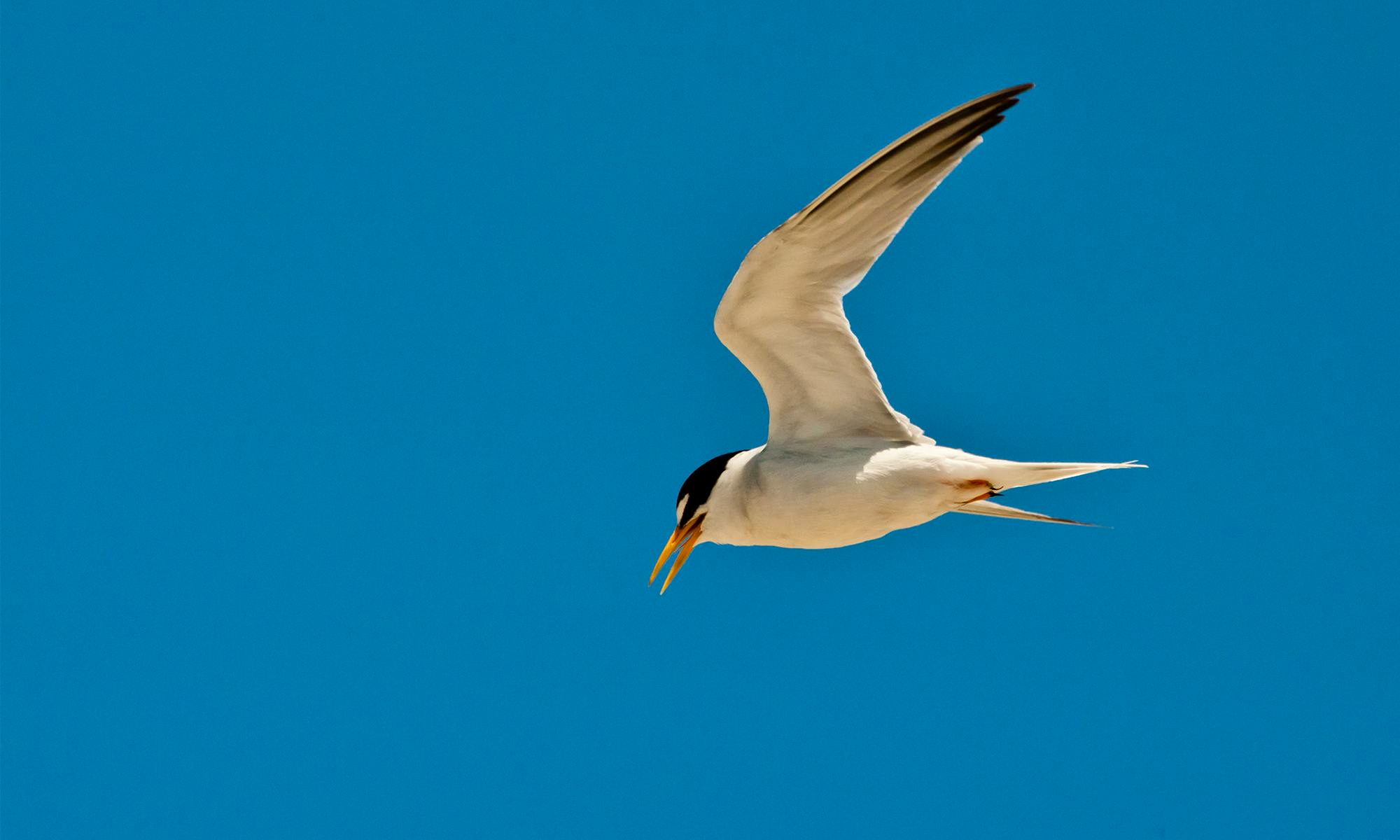 California Least tern adult