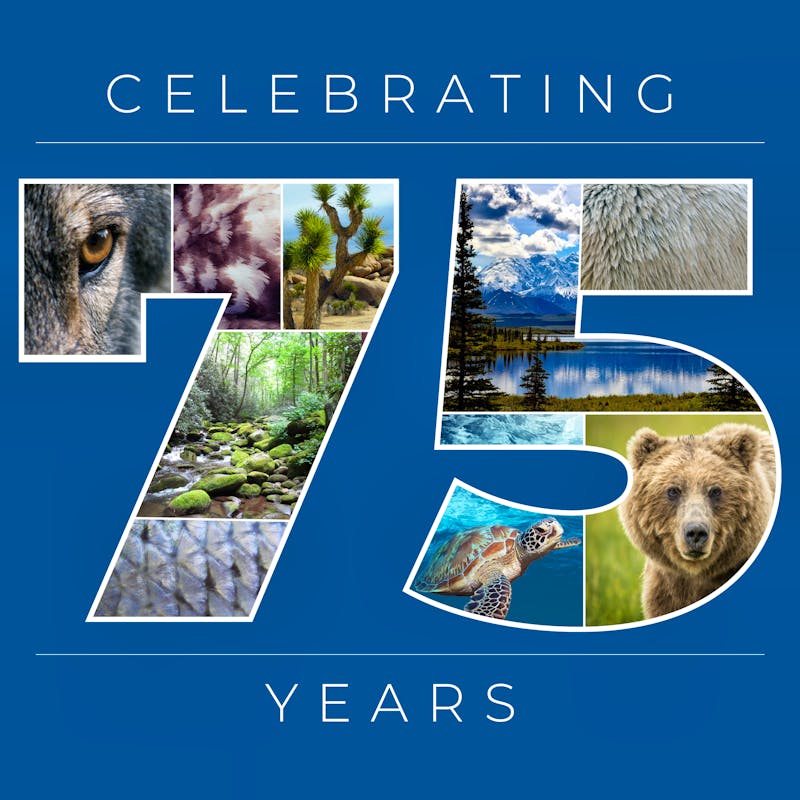 Celebrating 75 Years