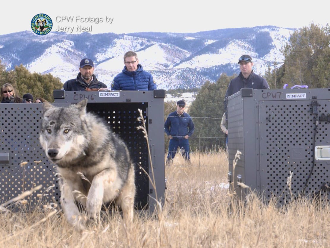 Gray wolf being released in Colorado 