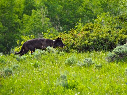 CO Wolf 