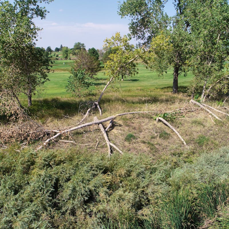 Beaver felling trees at a local golf course, a perfect example of where simple coexistence efforts like tree fencing can reduce beaver-human conflicts.
