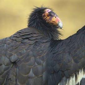 Condor with wings outstretched