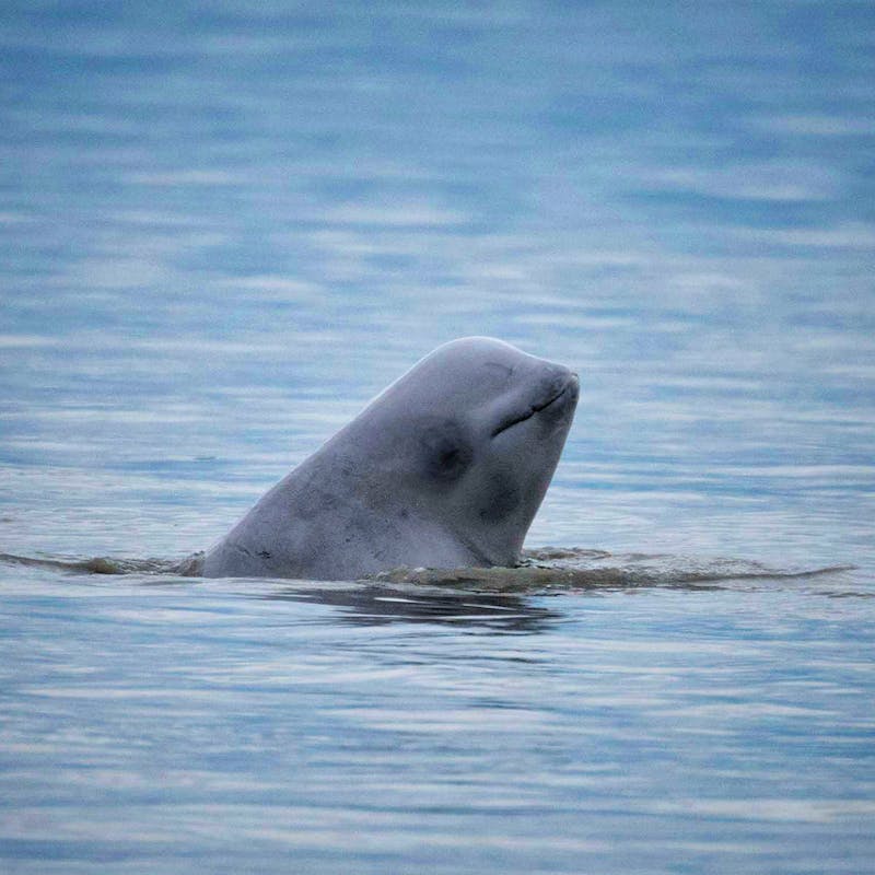 Cook Inlet beluga whale
