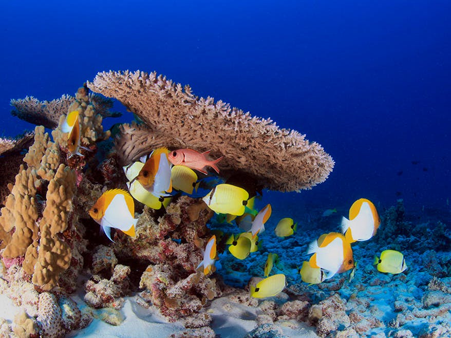 Coral Reefscape French Frigate Shoals 