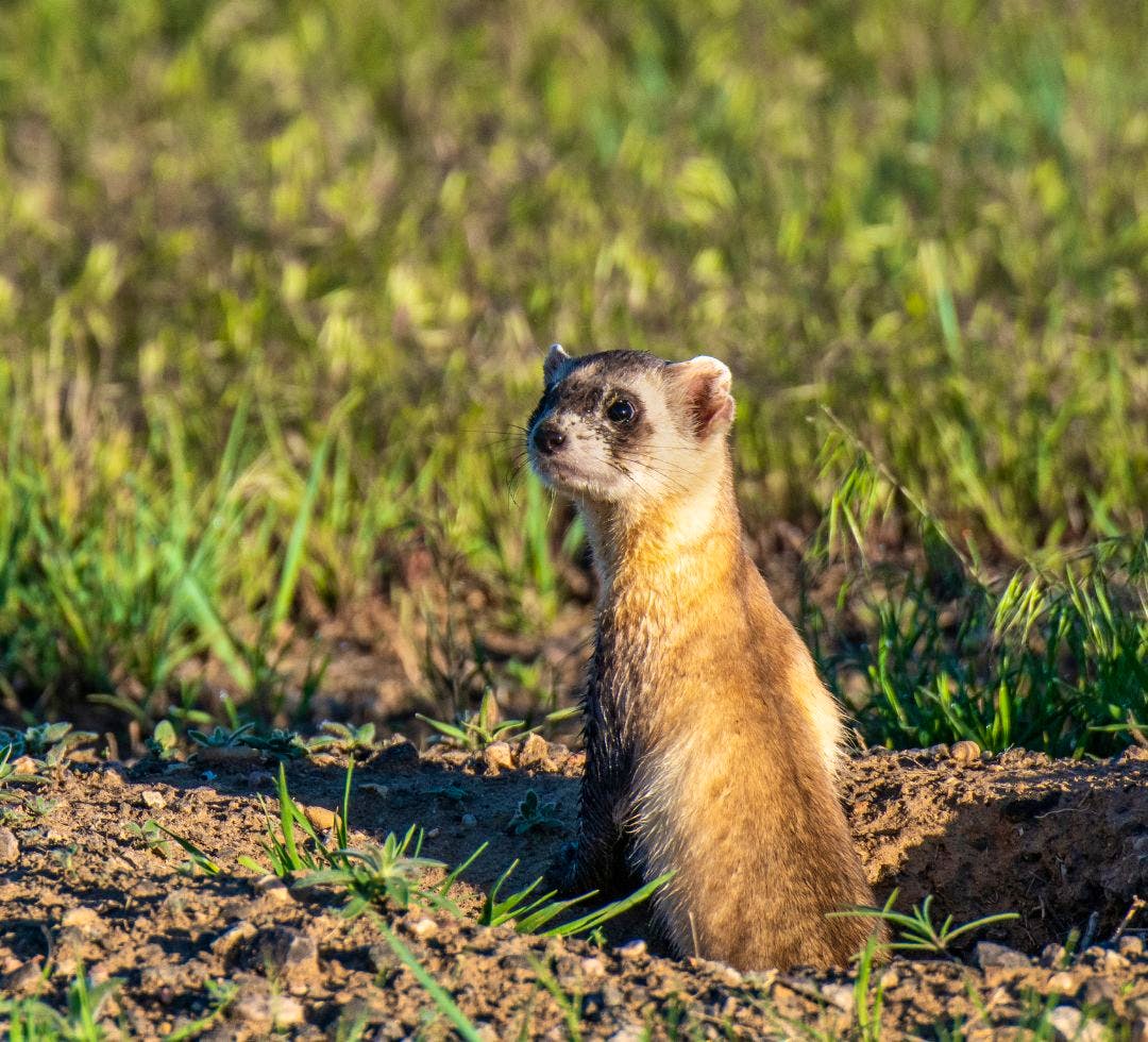 A Black-footed Ferret peeking out of a Prairie Dog Burrow