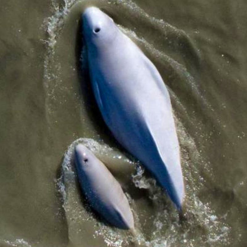 Cook Inlet Beluga Mother and Calf Swimming in Water.
