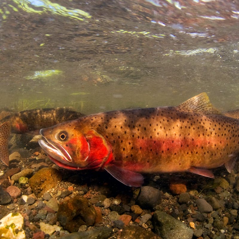 Spawning Cutthroat Trout