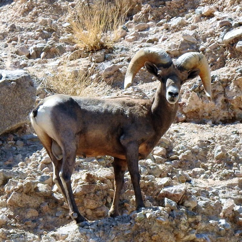 Desert bighorn sheep ram at Afton Canyon Area of Critical Environmental Concern (ACEC), within the Mojave Trails National Monument 