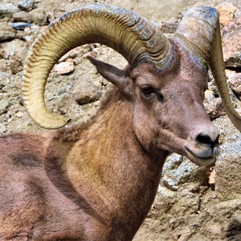 Desert bighorn sheep ram