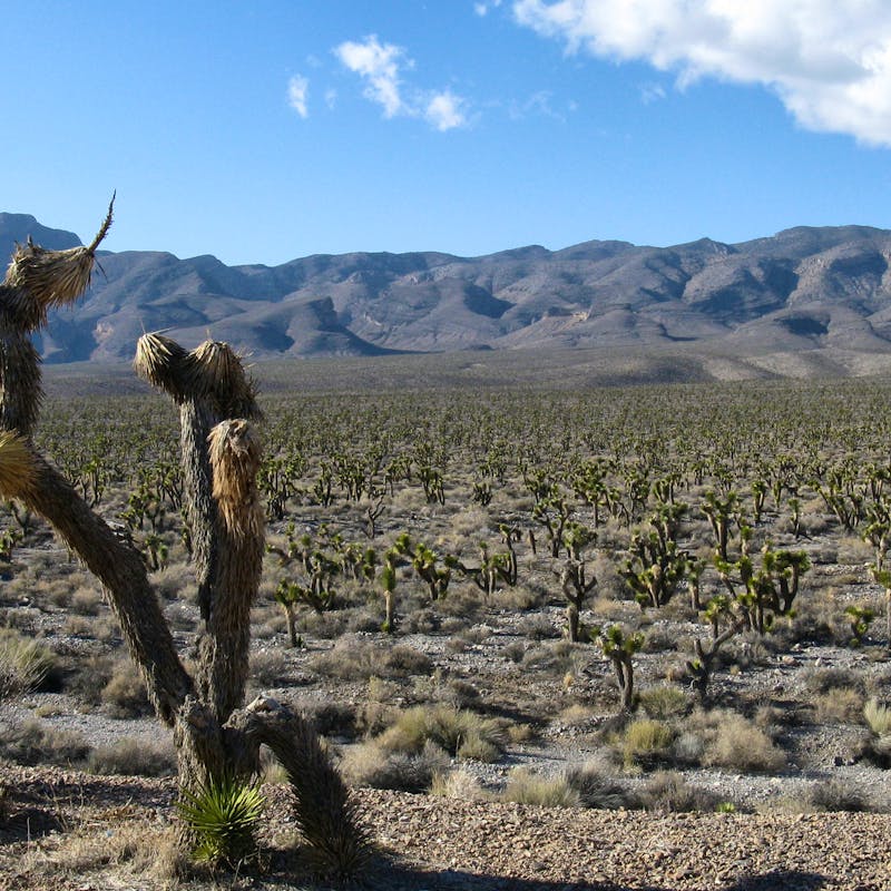 Desert-National-Wildlife-Refuge