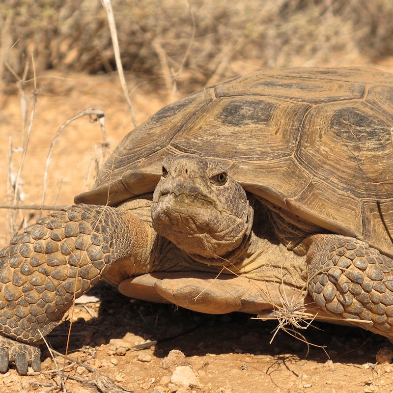 Desert Tortoise