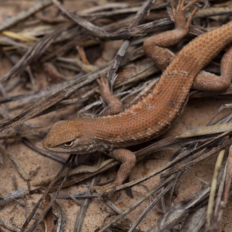 Dunes Sagebrush Lizard