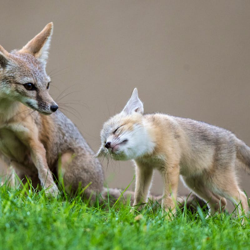 San Joaquin Kit foxes 