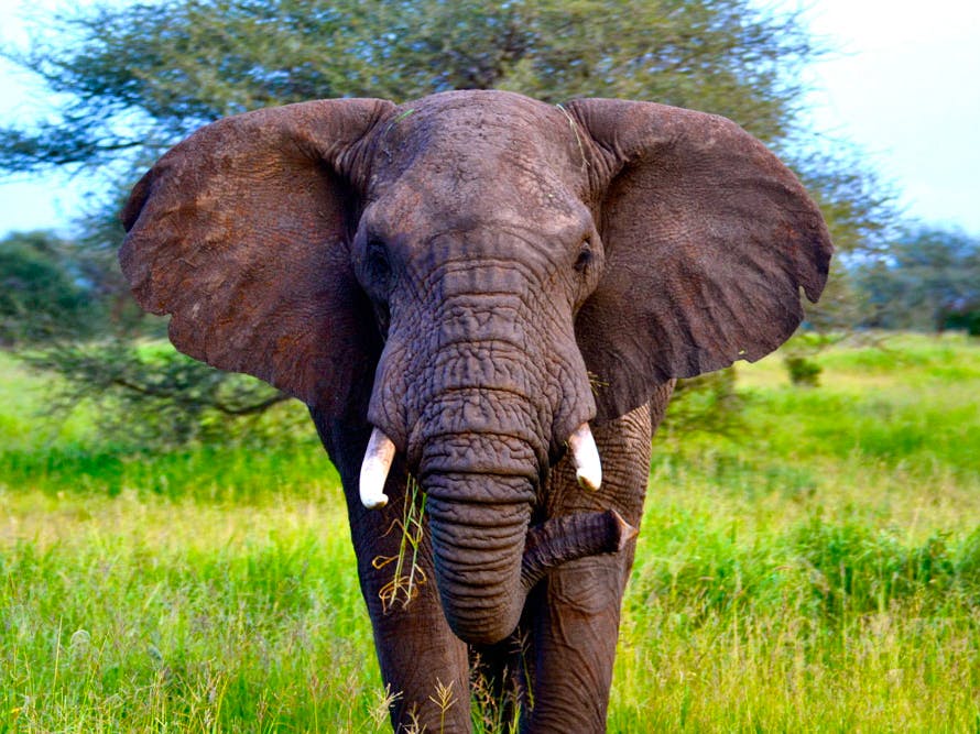 Elephant view from the front