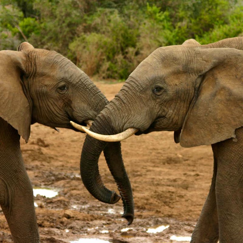 2009.12.18 - African Elephants - South Africa - Charles J. Sharp (CC BY 3.0 DEED)