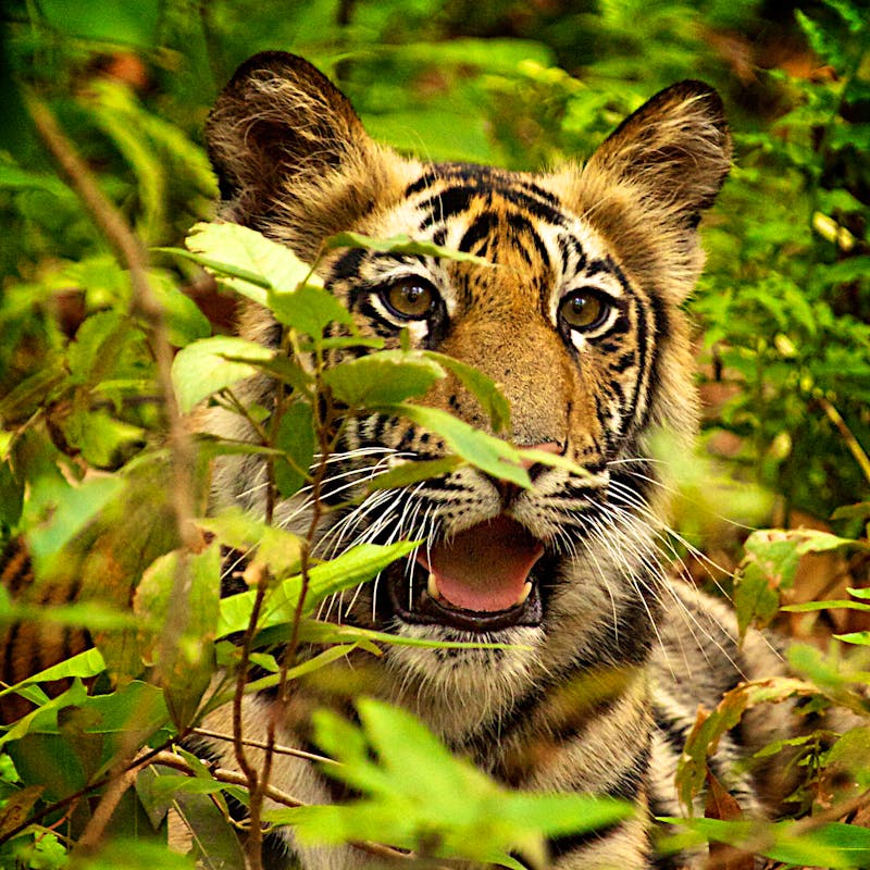 Tiger cub in Bandhavgarh