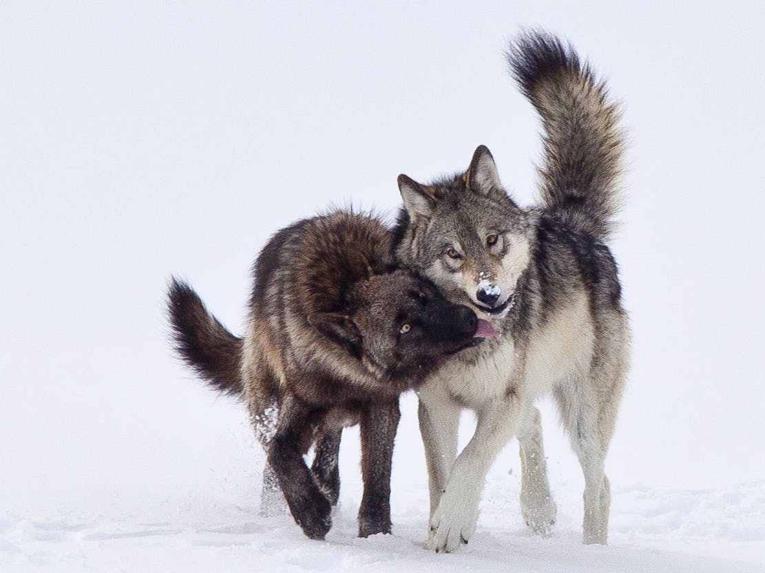 Gray wolf yearlings from Lamar Canyon pack in Yellowstone NP 